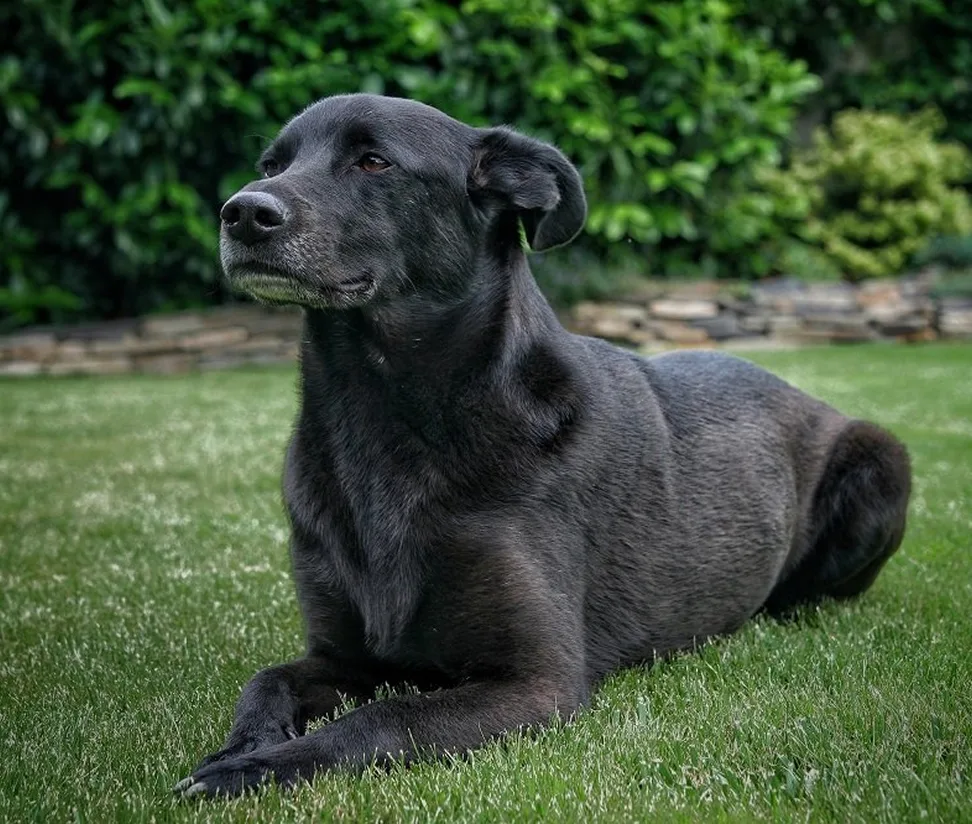 Black Labrador-mix dog lying on a green lawn in front of a low stone wall
