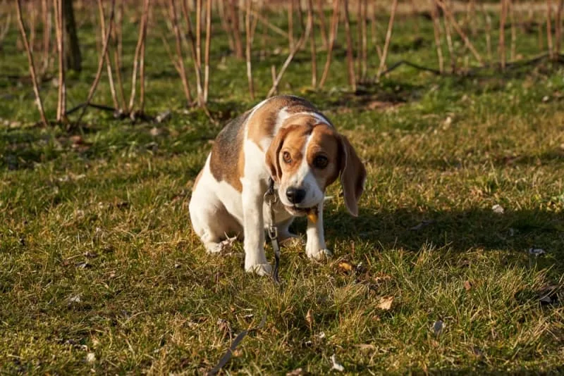 Dog Intestinal Blockage Surgery - What You Need to Know