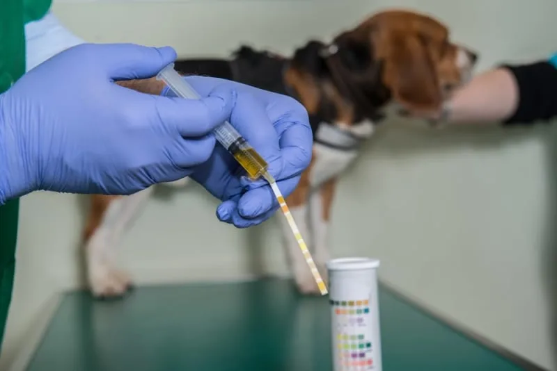 Why Does My Pet Need A Urinalysis?