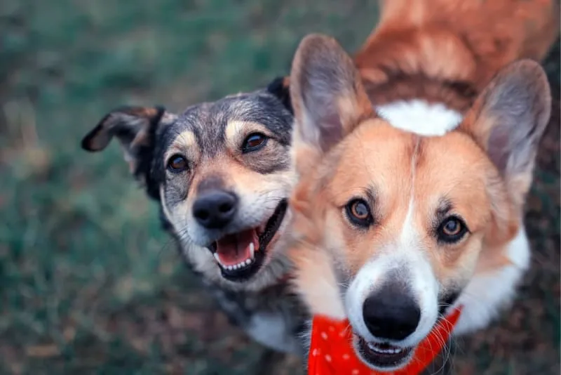 Why should I bring my pet in for a fecal exam?