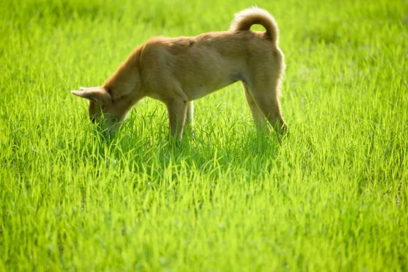 Why does my dog eat everything?