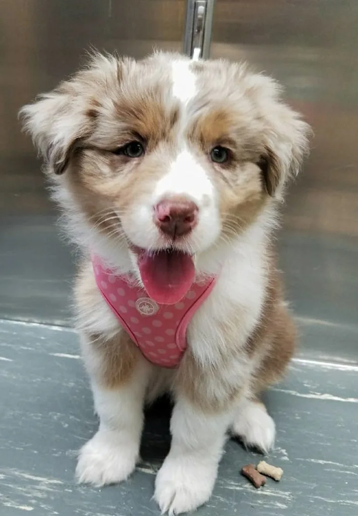 happy dog after vet visit
