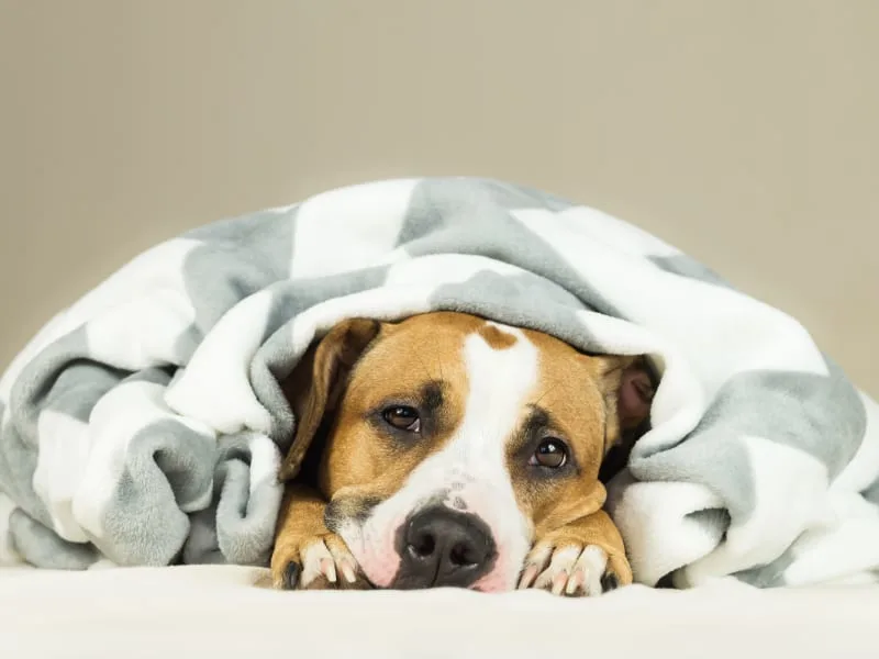 High Fever in Dogs - Causes & What To Do