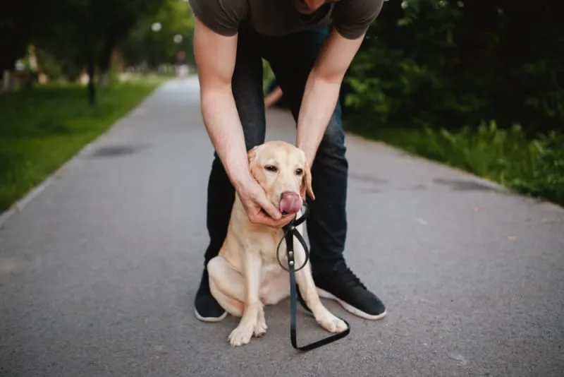 How to Perform the Heimlich Maneuver for Dogs if Your Dog Is Choking