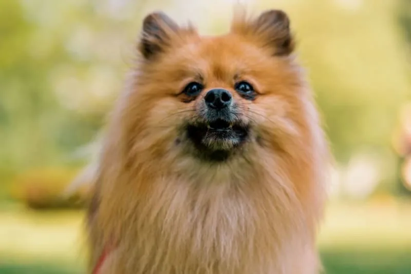 Getting Your Dog Fixed: When & What to Know