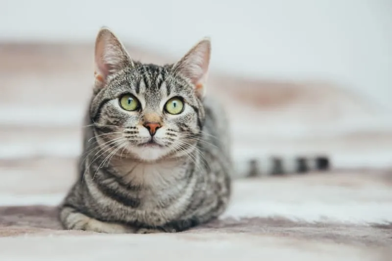 IBD (Inflammatory Bowel Disease) in Cats