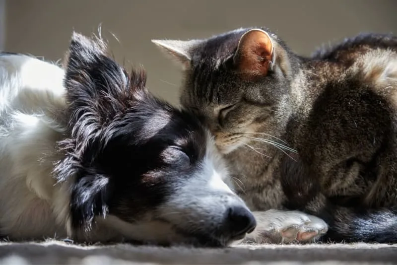 Behavior Problems in Cats & Dogs: Recognizing Signs Your Pet Needs Behavioral Help