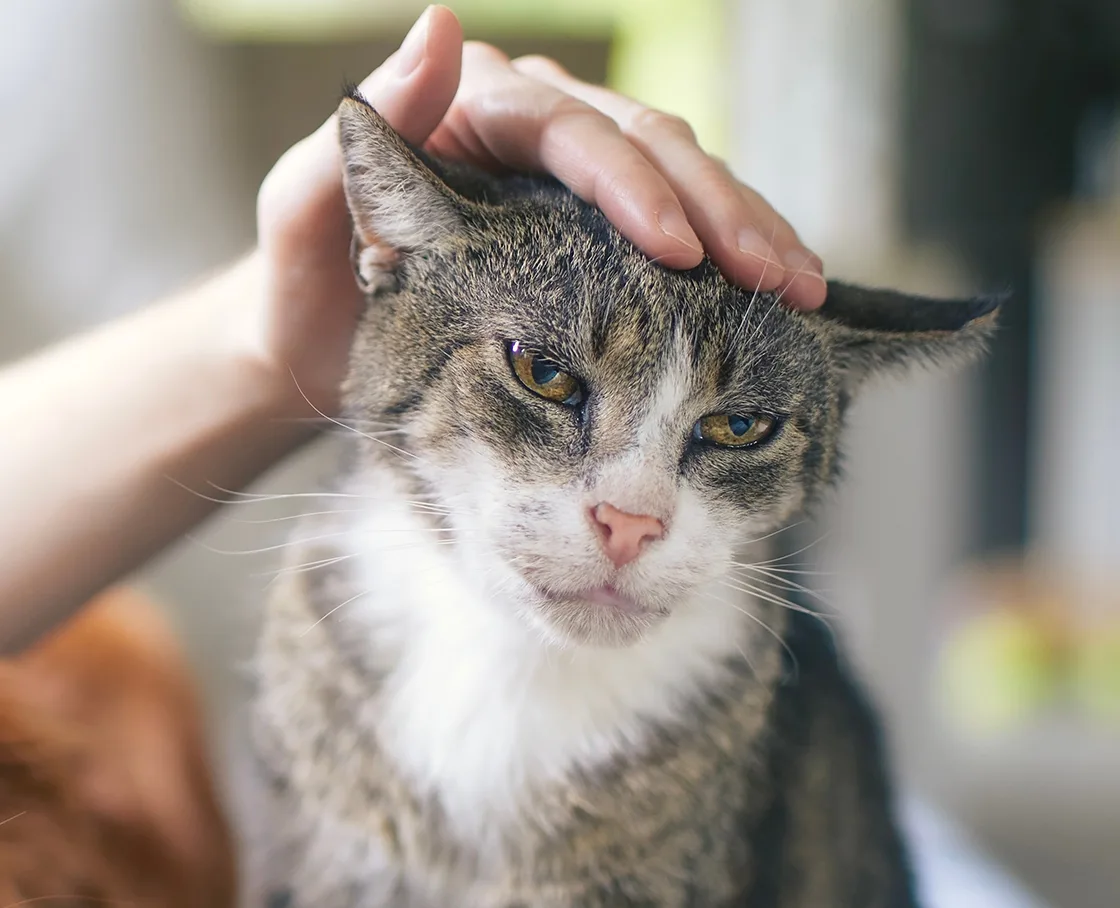 old cat in living room