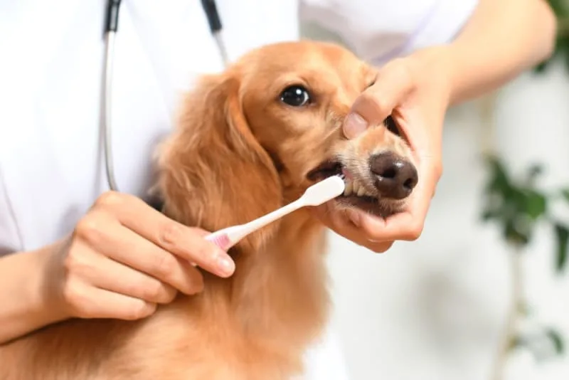 Dog Dental Care - How to Take Care of Your Dog's Teeth