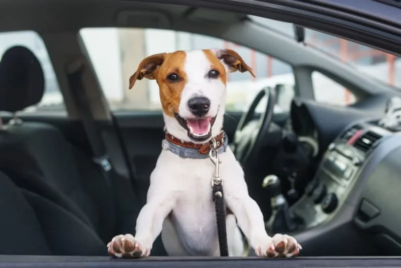 Road Trip With Your Dog: Everything You Should Know