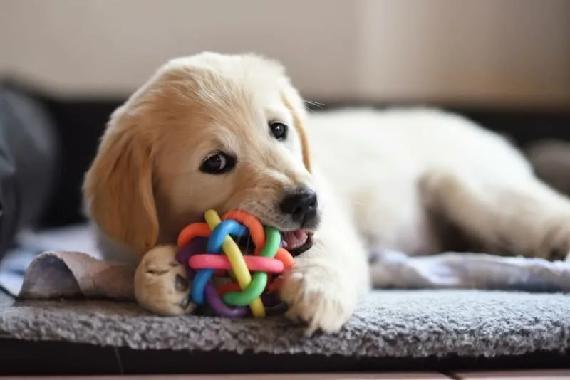 Teething Puppies: Tips & Tricks