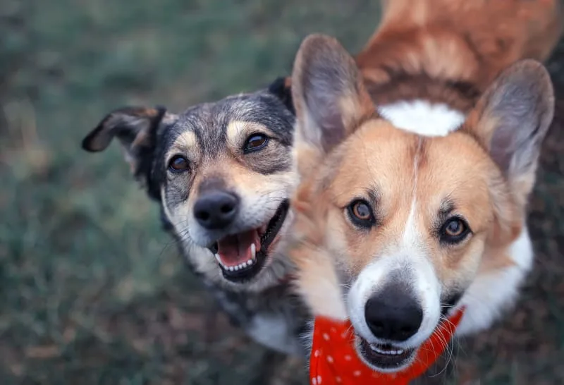 Is It Better to Have Two Dogs?