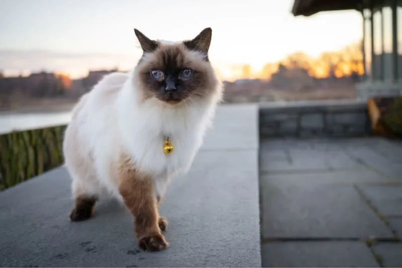 Vaccinations For Outdoor Cats
