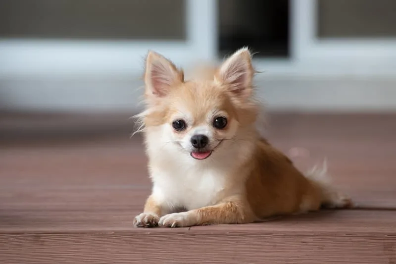 15 Cute Dog Breeds That Stay Small Forever