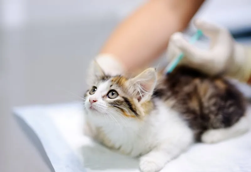 Cat & Kitten Vaccinations - What You Should Know