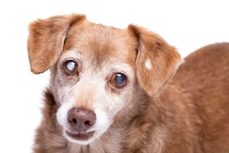 Cataract Surgery in Dogs