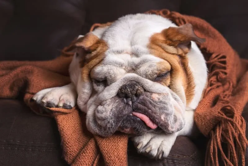 Vomiting in Dogs