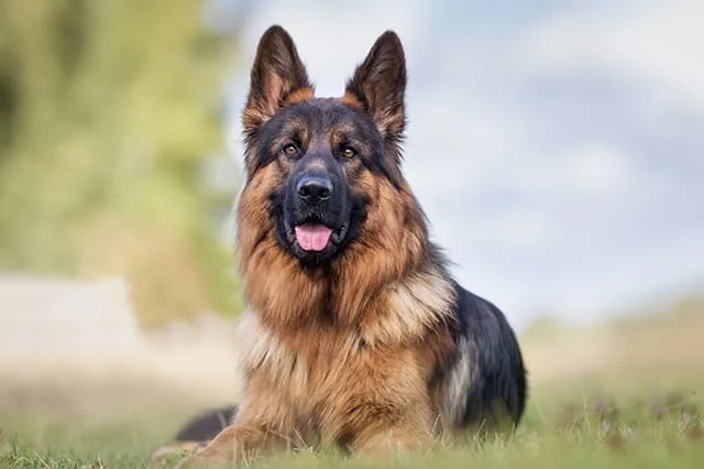 Kidney failure in Dogs Explained