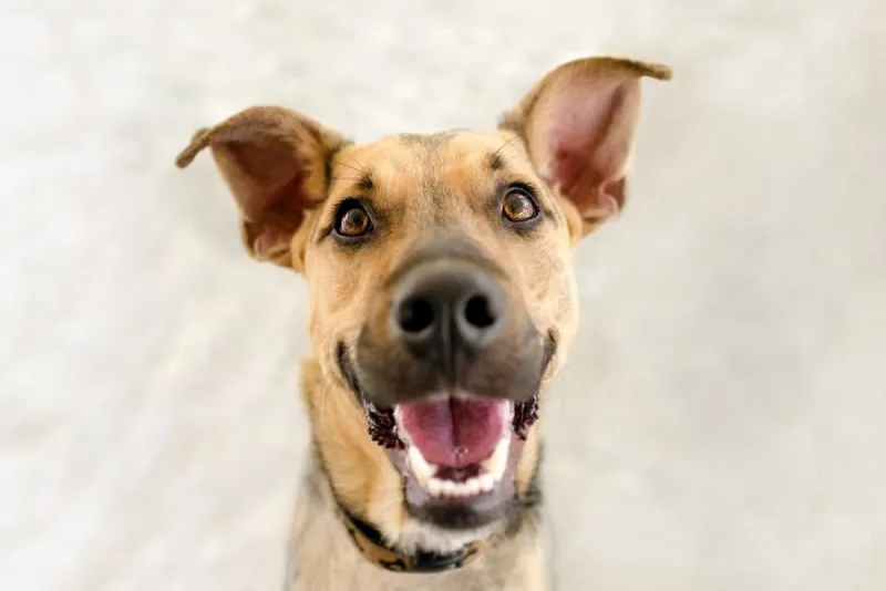 Dog Dental Care - How to Take Care of Your Dog's Teeth