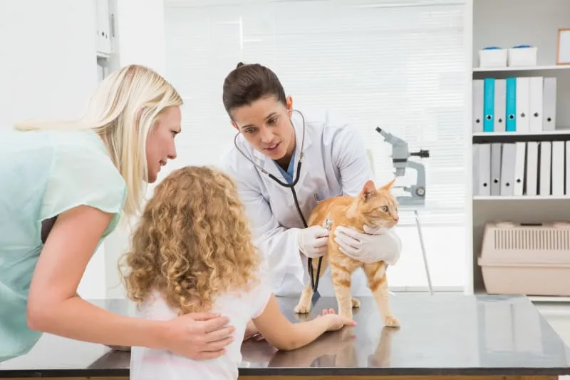 How often Should I Take My Cat To The Vet