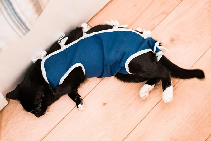 Ways to Help a Cat Recovering From Surgery