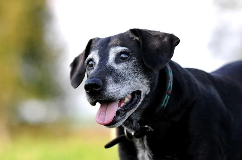 Old Dog Weight Loss - When To Worry