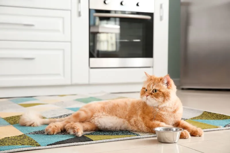 My Cat Won't Eat!
