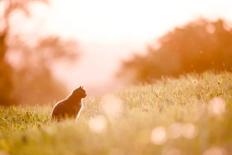 The Reality of Rabies in Cats