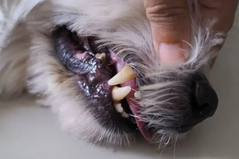 Dog Tooth Extraction: What to Expect