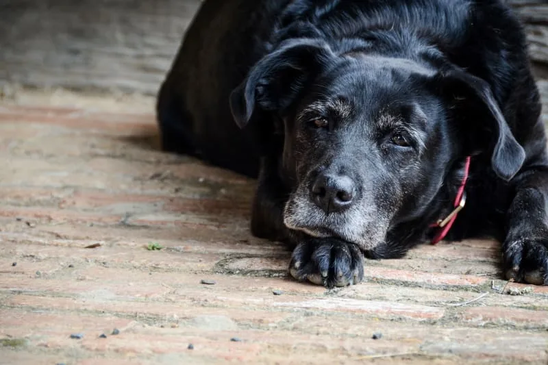 Euthanasia & End-of-life Care for Dogs