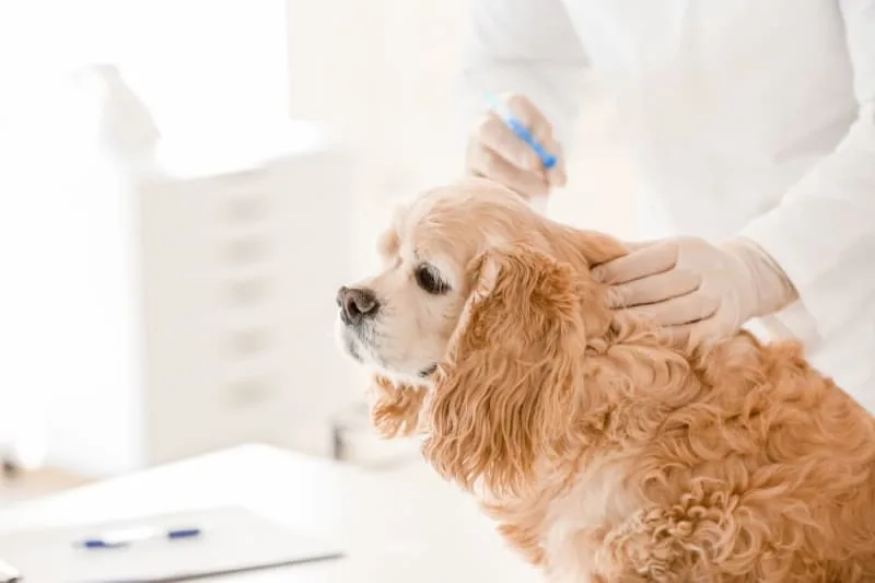 Anesthesia for Dogs