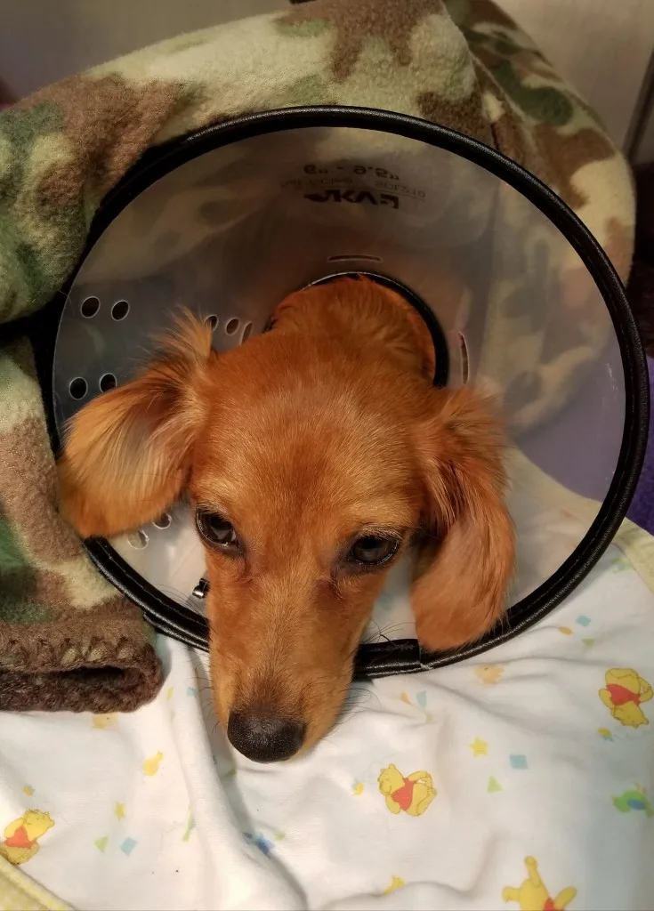 brown dog after vet visit