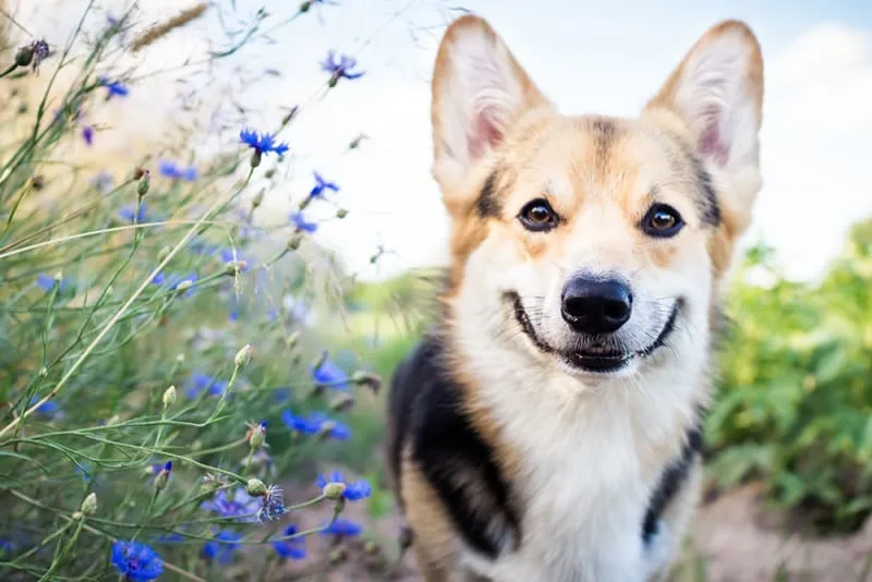 How to Remove a Tick From a Dog