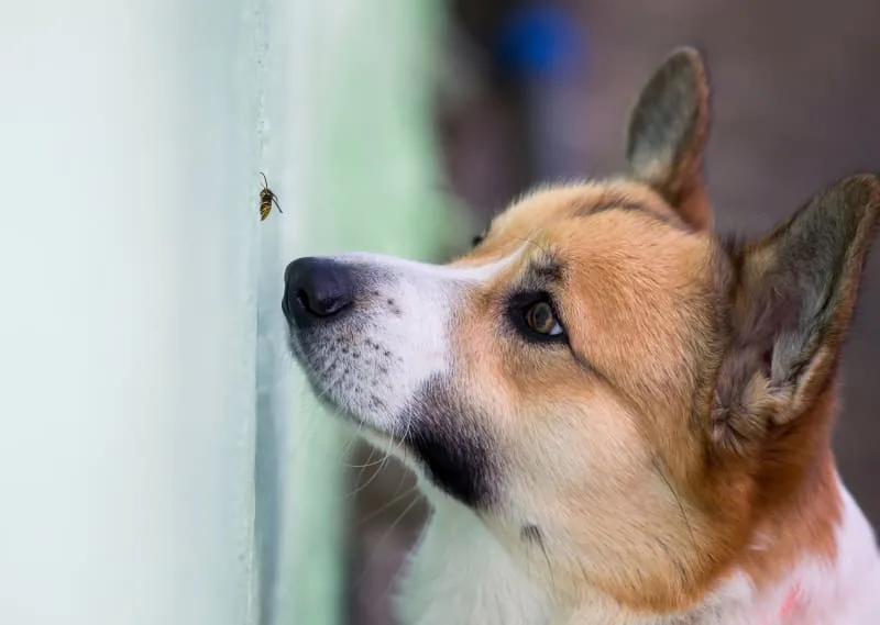 Dogs Stung By Bees: What Do I Need To Do?
