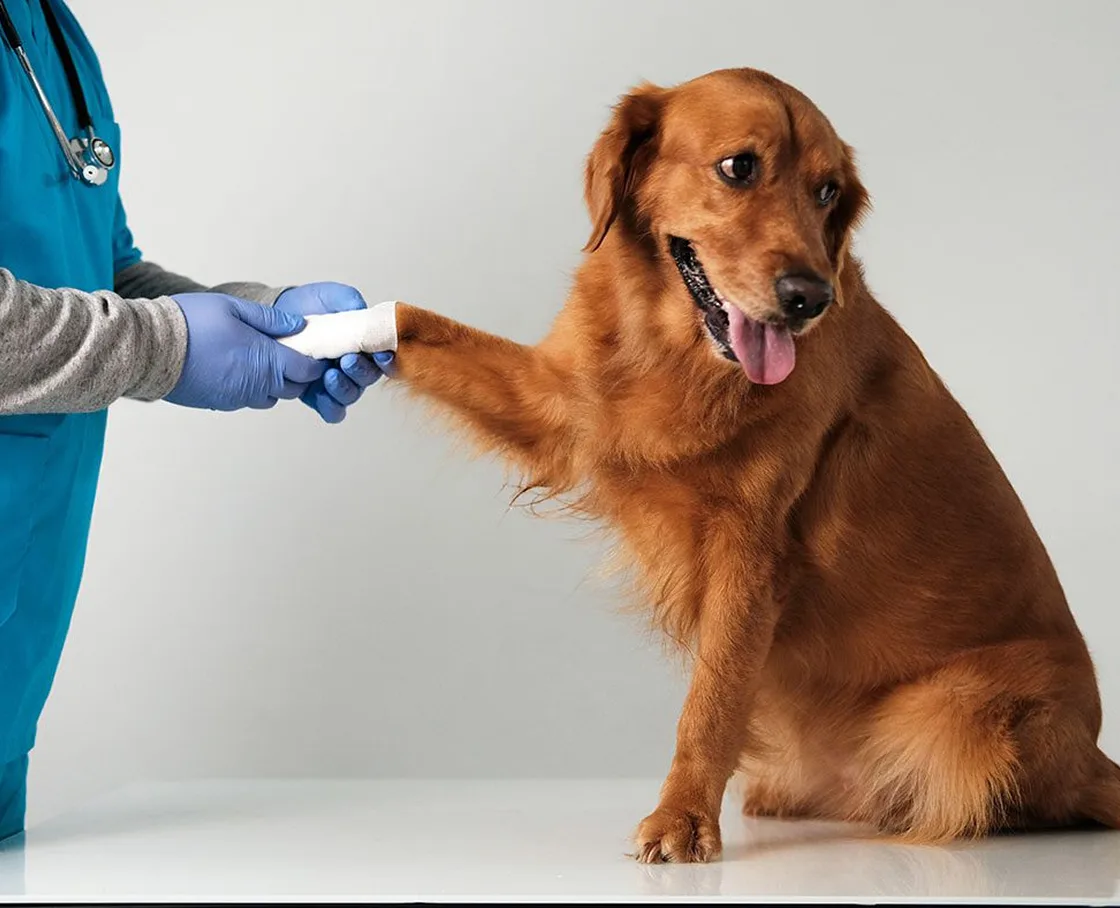 A veterinary professional handling the injured front paw of a golden retriever.
