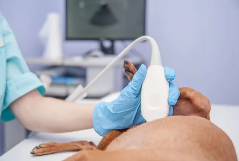 Ultrasound for Dogs & Cats: What Pet Owners Want to Know