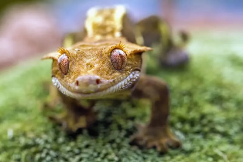 Best Reptile Pets For Beginners