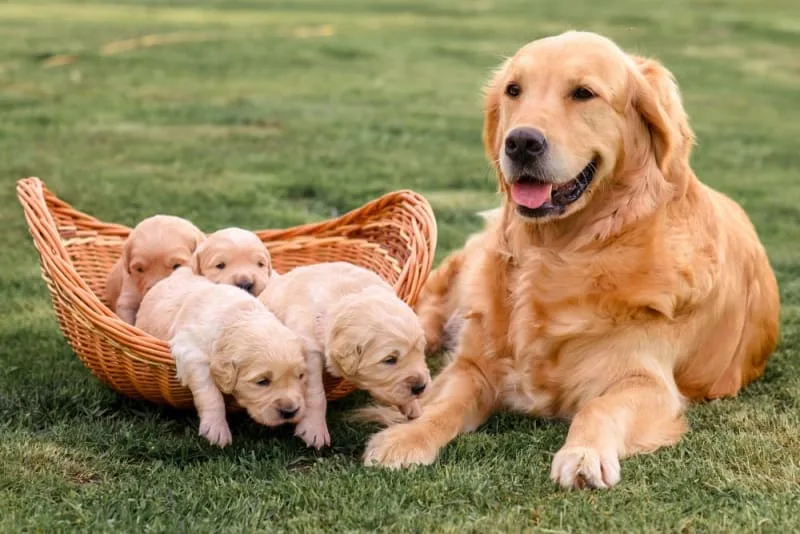 C-Section for Dogs: Everything You Should Know