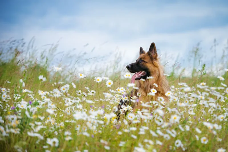 Possible Vaccine Reactions In Dogs