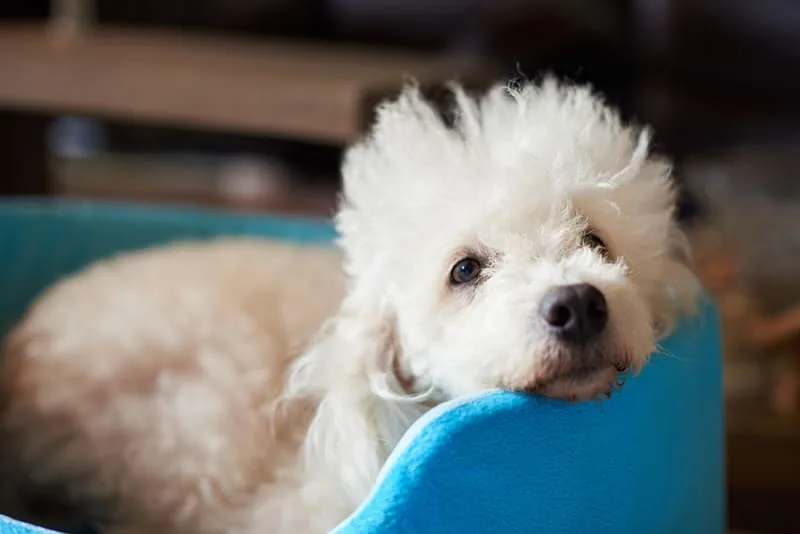 Medical Boarding for Pets in Jacksonville