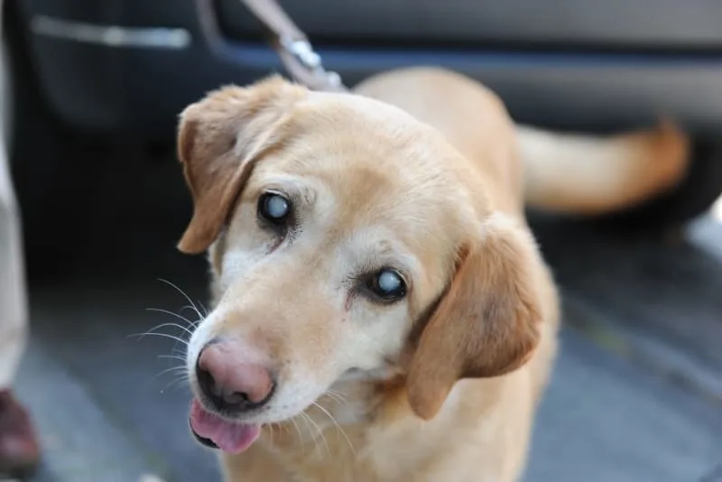 Cataract Surgery in Dogs