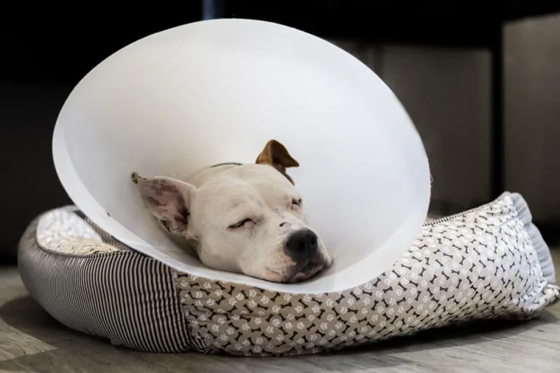Tips For Helping Your Dog Recover Well From Surgery