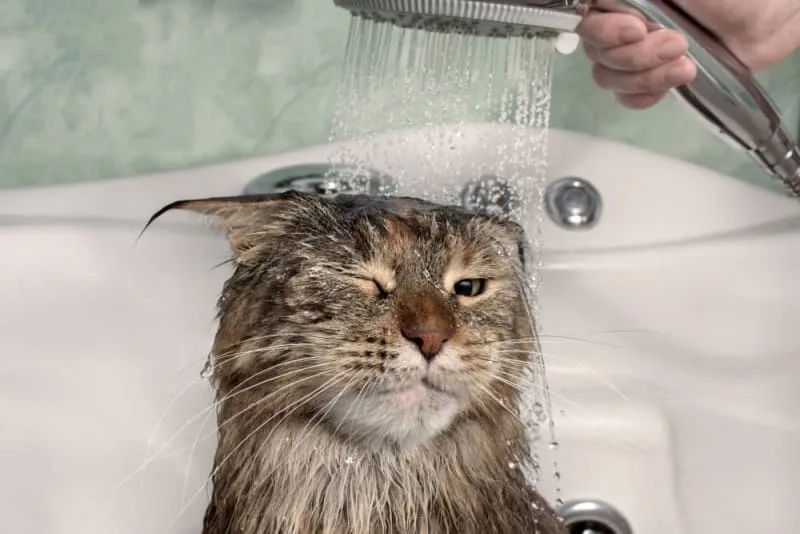 How to Bathe a Cat & How Often You Should Do It