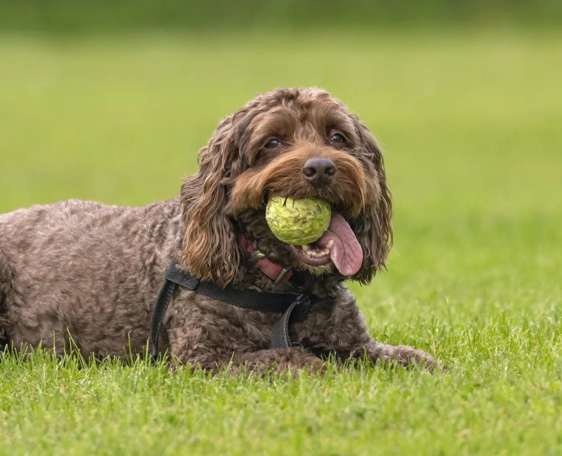 cockapoo with ball in grass field