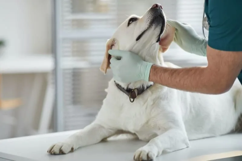 Dog Urinary Tract Infection Treatment
