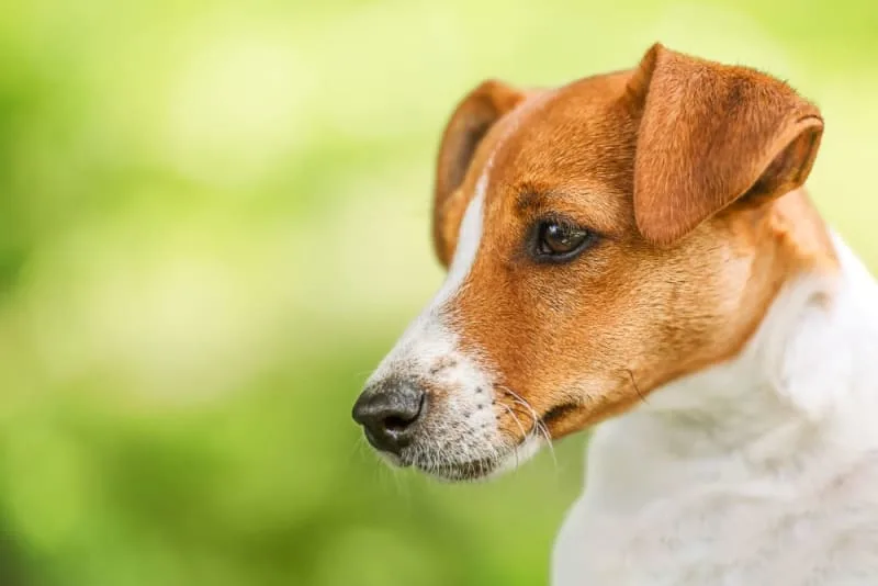 Dandruff in Dogs: Causes & Treatment