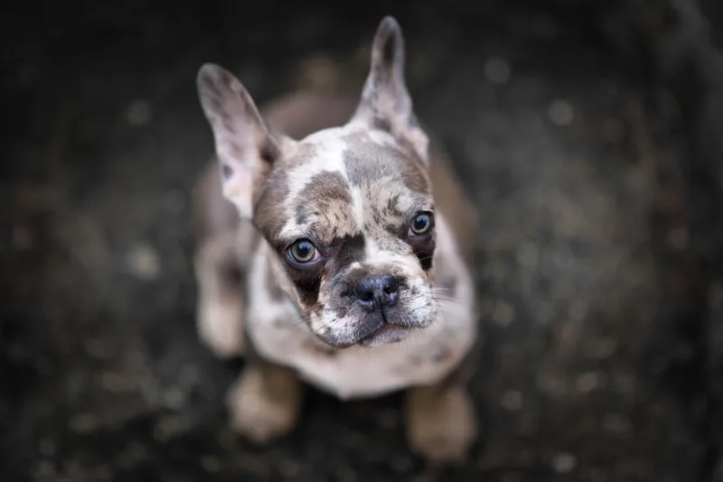 Dog Ear Infections