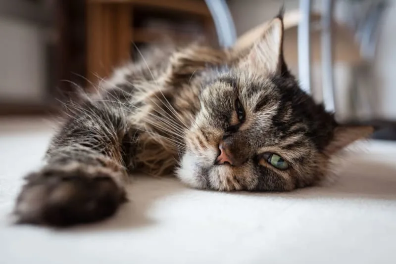 Bordetella in Cats
