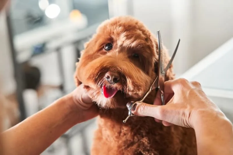 What You Should Know About Dog & Cat Grooming
