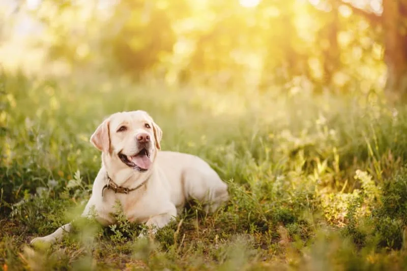 Tick Fever in Dogs